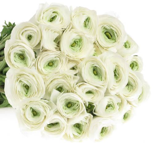 Ranunkel weiss Cloni Siberia White 40cm x 30