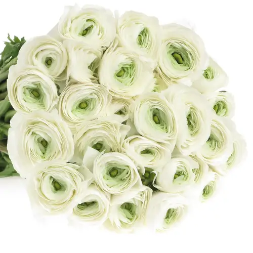 Ranunkel weiss Cloni Siberia White 40cm x 30