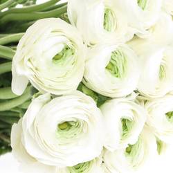 Ranunkel weiss Cloni Siberia White 40cm x 30