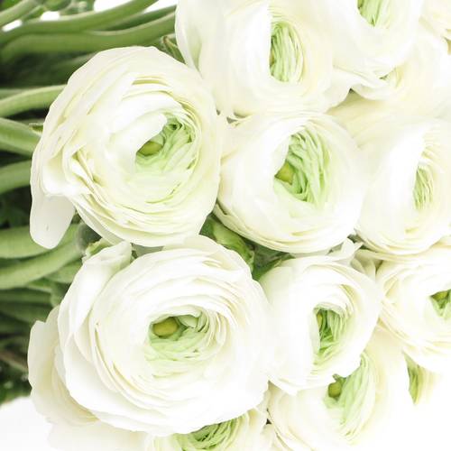 Ranunkel weiss Cloni Siberia White 40cm x 30