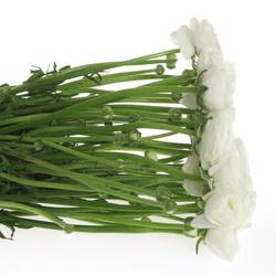 Ranunkel weiss Cloni Siberia White 40cm x 30