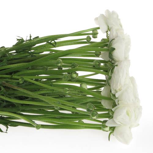 Ranunkel weiss Cloni Siberia White 40cm x 30