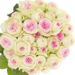 Rose verzweigt creme/rosa Gelato 5+Blüte 50cm