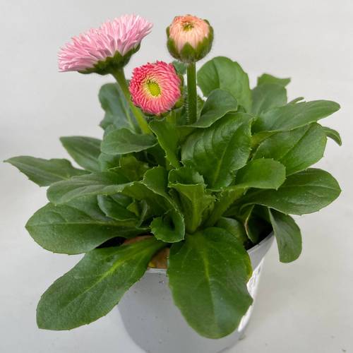 Bellis hell rosa Grossbl. T09 H020