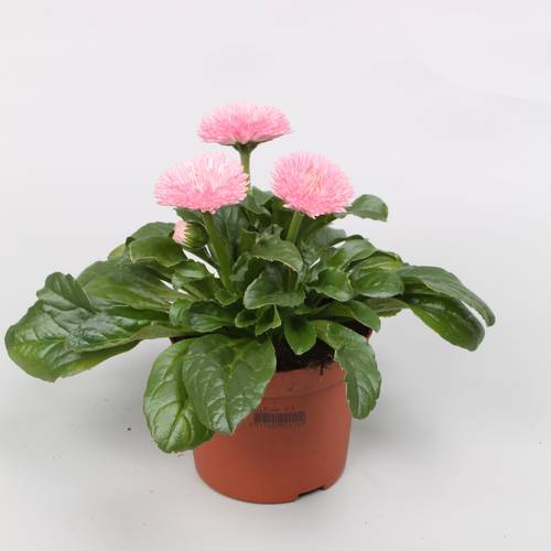 Bellis hell rosa Grossbl. T09 H020