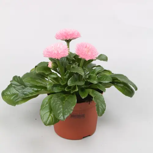 Bellis hell rosa Grossbl. T09 H020