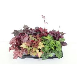 Heuchera Carnival T17 H065