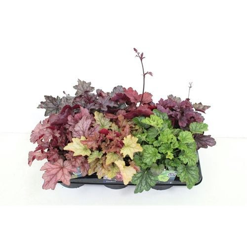 Heuchera Carnival T17 H065