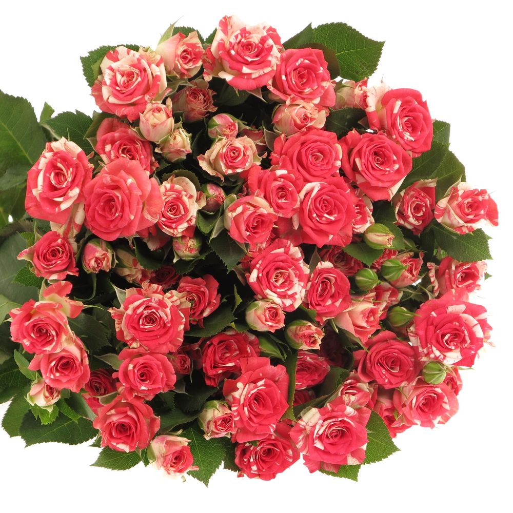 Rose verzweigt rot/creme Fireworks 7+Blüte 70cm