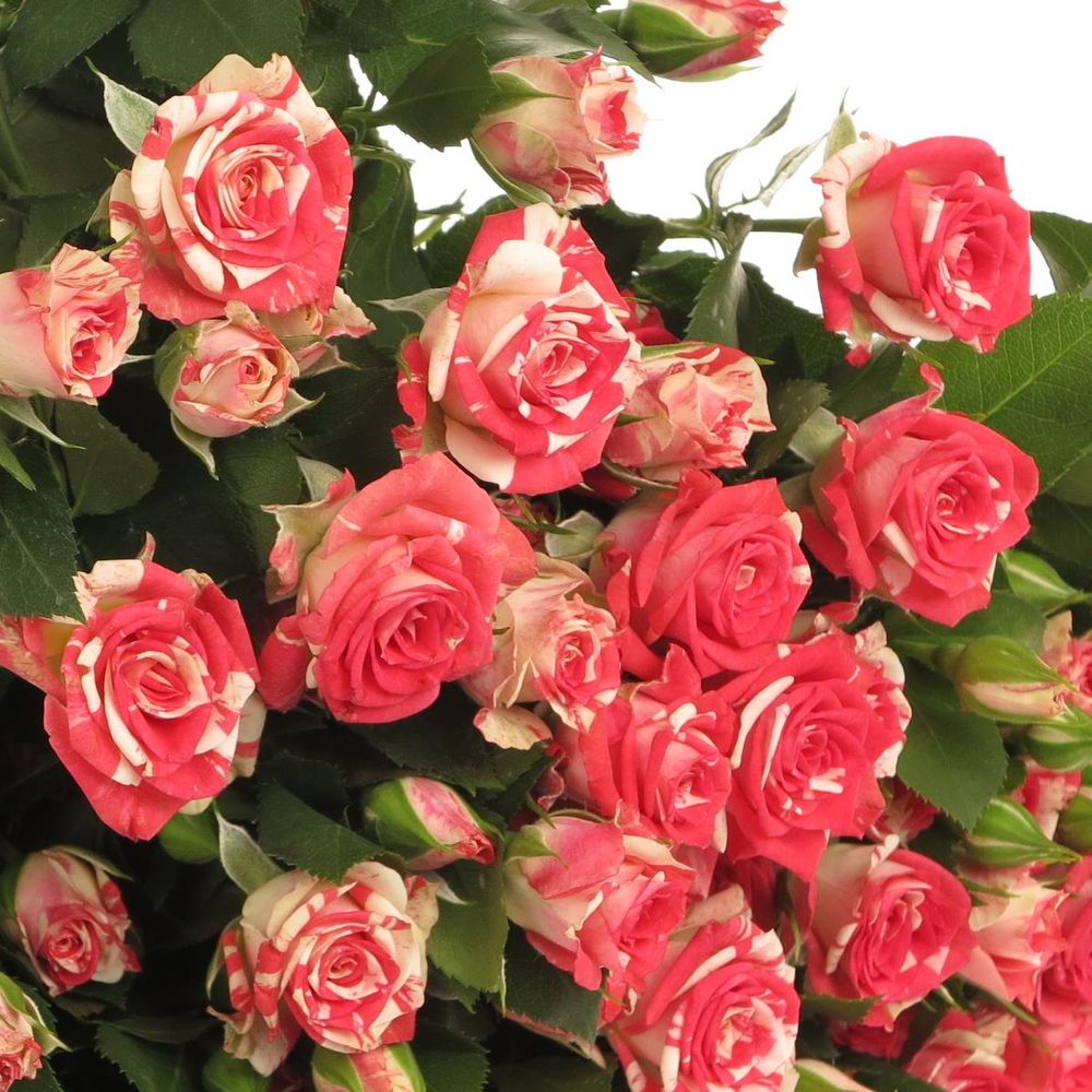 Rose verzweigt rot/creme Fireworks 7+Blüte 70cm