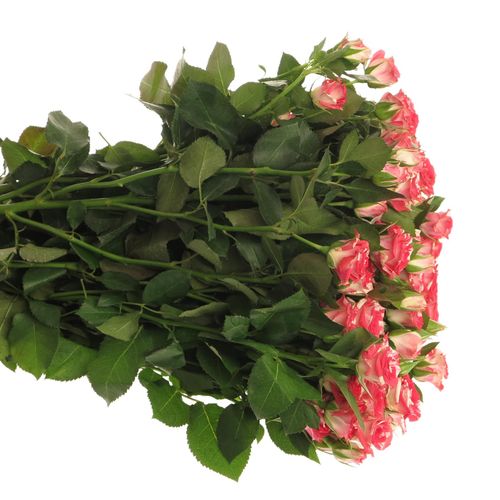 Rose verzweigt rot/creme Fireworks 7+Blüte 70cm