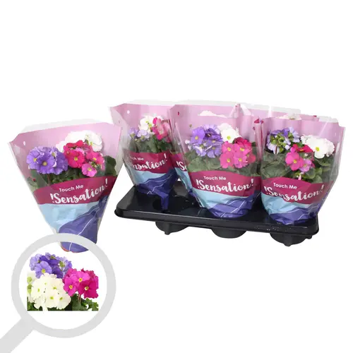 Primula Obconica Carnaval Touch me T14 H033