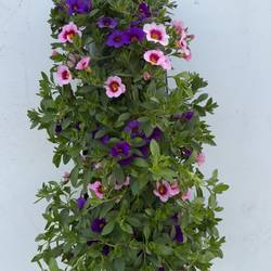 Calibrachoa lila rosa mix H045