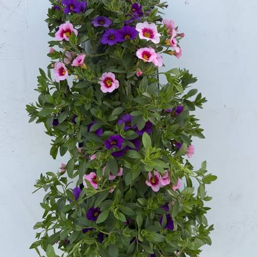Calibrachoa lila/rosa Wandhänger H045