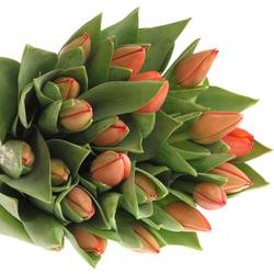Tulpe orange Ad Rem Triflor 40 Gramm