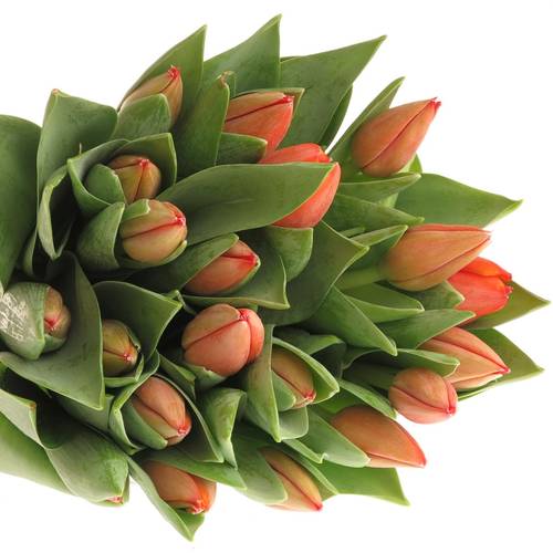 Tulpe orange Ad Rem Triflor 40 Gramm