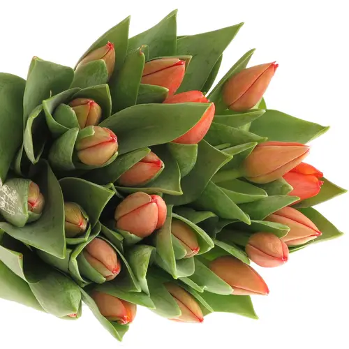 Tulpe orange Ad Rem Triflor 40 Gramm