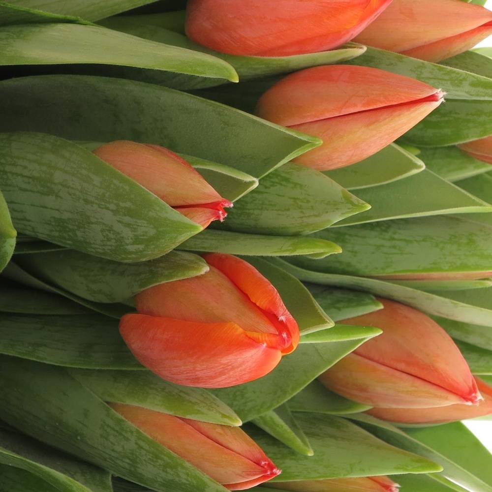Tulpe orange Ad Rem Triflor 40 Gramm