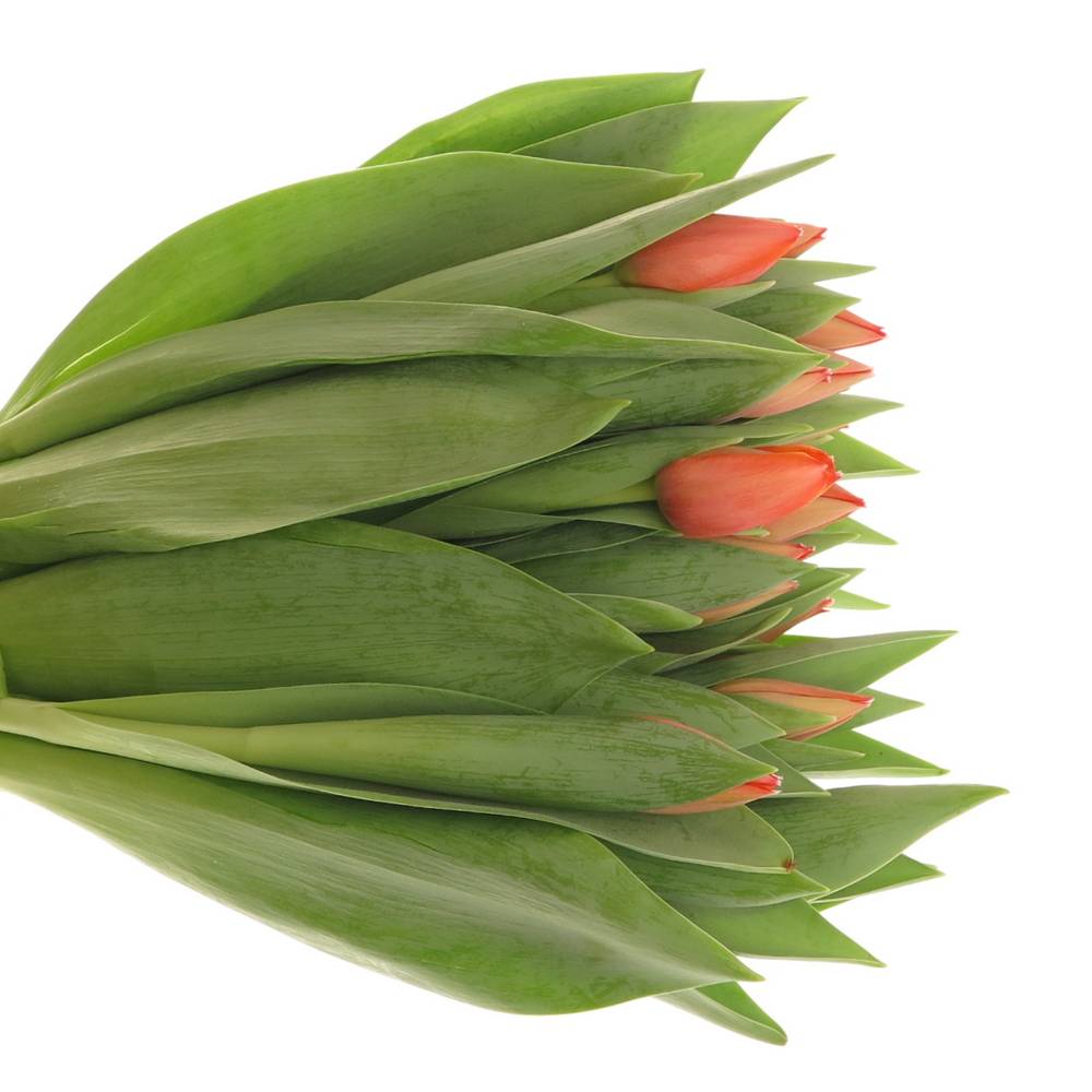 Tulpe orange Ad Rem Triflor 40 Gramm