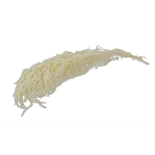 Trocken Amaranthus gebleicht L80cm 150g