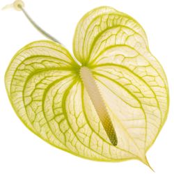 Anthurium grün/weiss Extase Blüte 11cm