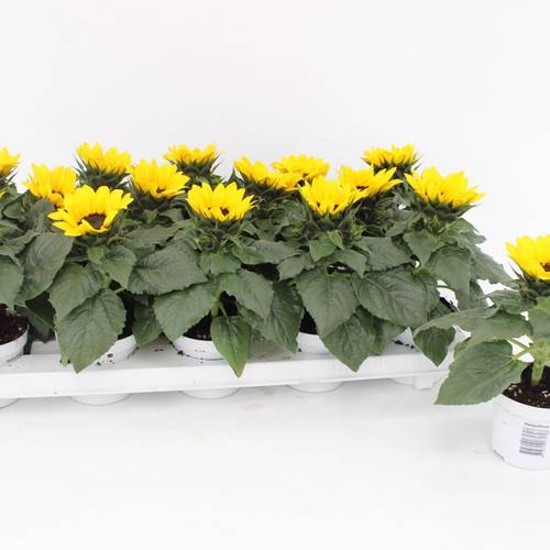 Sonnenblume Sunsation T09 H015