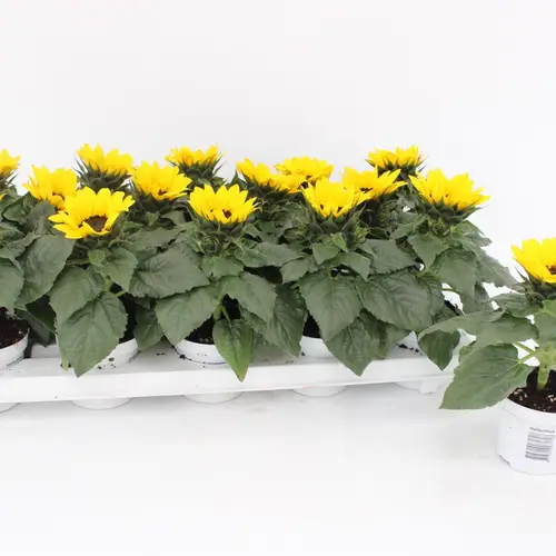 Sonnenblume Sunsation T09 H015