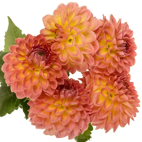 Dahlia lachs Santa Lucia 55cm