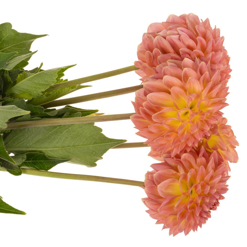 Dahlia lachs Santa Lucia 55cm
