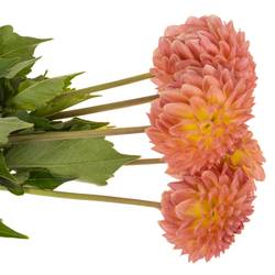 Dahlia lachs Santa Lucia 55cm