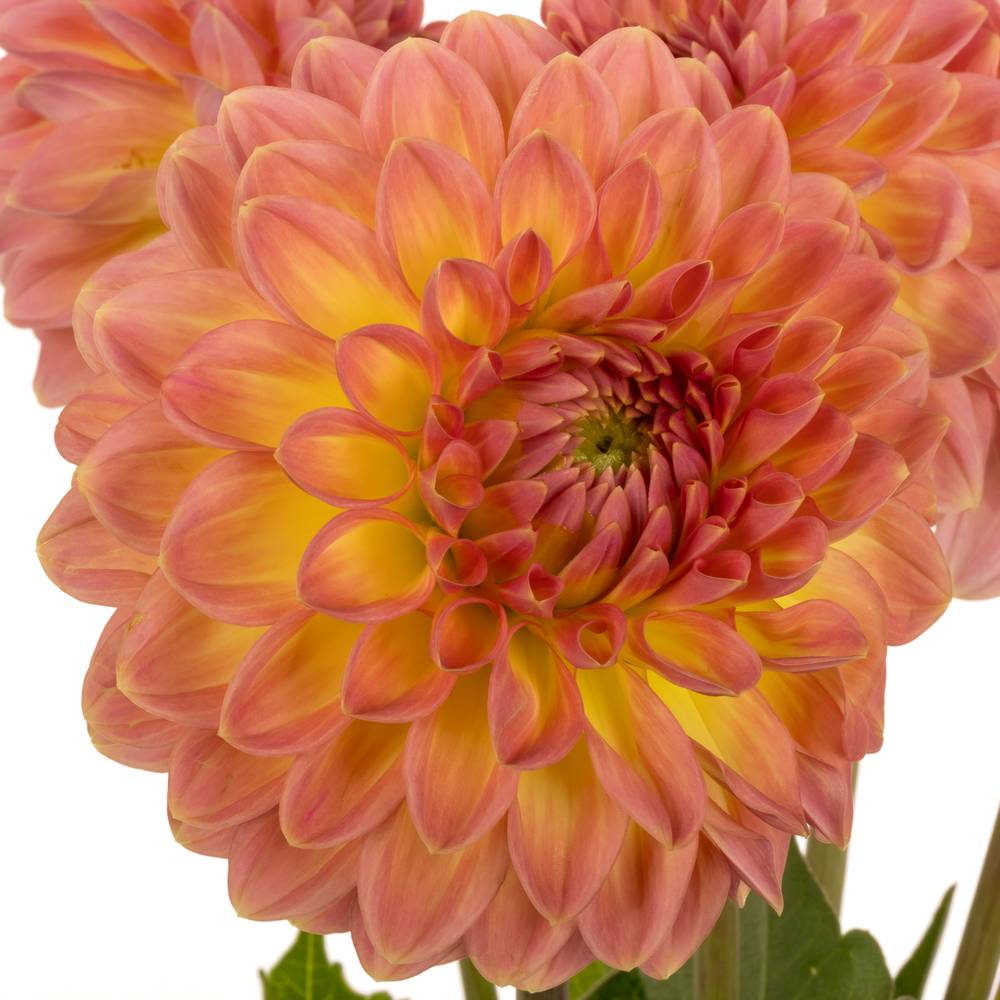 Dahlia lachs Santa Lucia 55cm