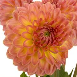 Dahlia lachs Santa Lucia 55cm