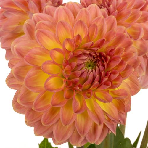 Dahlia lachs Santa Lucia 55cm