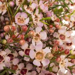 Wachsflower hell rosa Pink Dream 80 Gramm 80cm