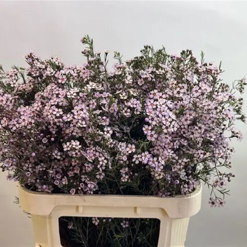 Wachsflower hell rosa Pink Dream 80 Gramm 80cm