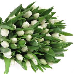 Tulpe weiss Royal Virgin 44 Gramm