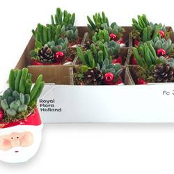 Succ.Arr im Weihnachtsmann Topf T09