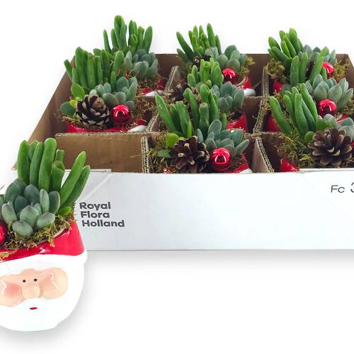 Succ.Arr im Weihnachtsmann Topf T09