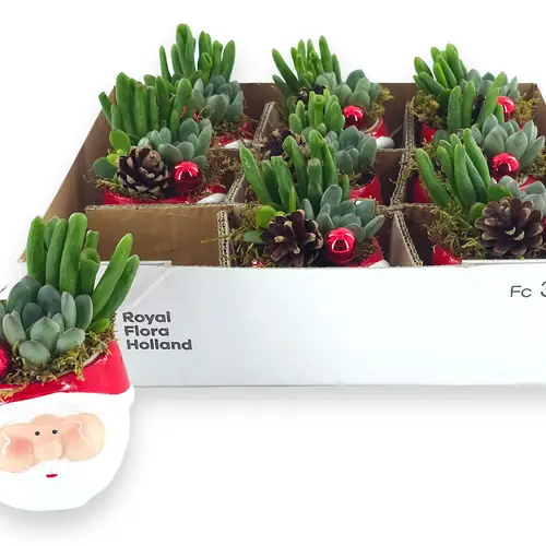 Succ.Arr im Weihnachtsmann Topf T09