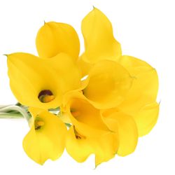Calla gelb Florex 60cm