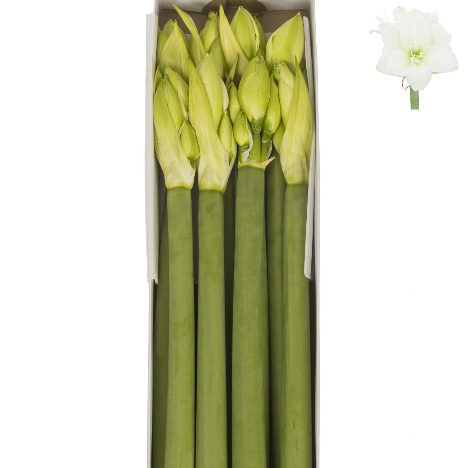 Amaryllis Krt.weiss gefüllt Wimbledon x 8