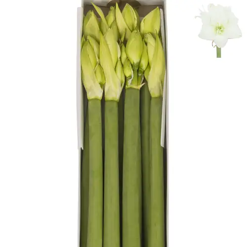 Amaryllis Krt.weiss gefüllt Wimbledon x 8