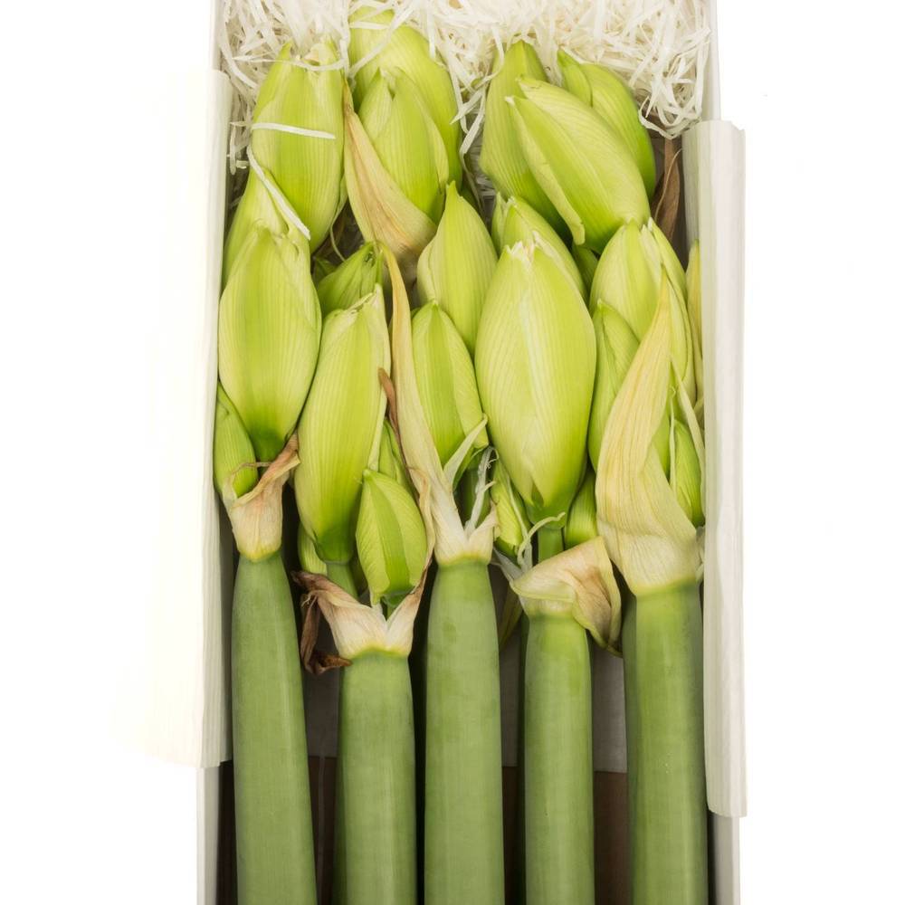 Amaryllis Krt.weiss gefüllt Wimbledon x 8