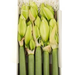 Amaryllis Krt.weiss gefüllt Wimbledon x 8