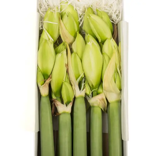 Amaryllis Krt.weiss gefüllt Wimbledon x 8