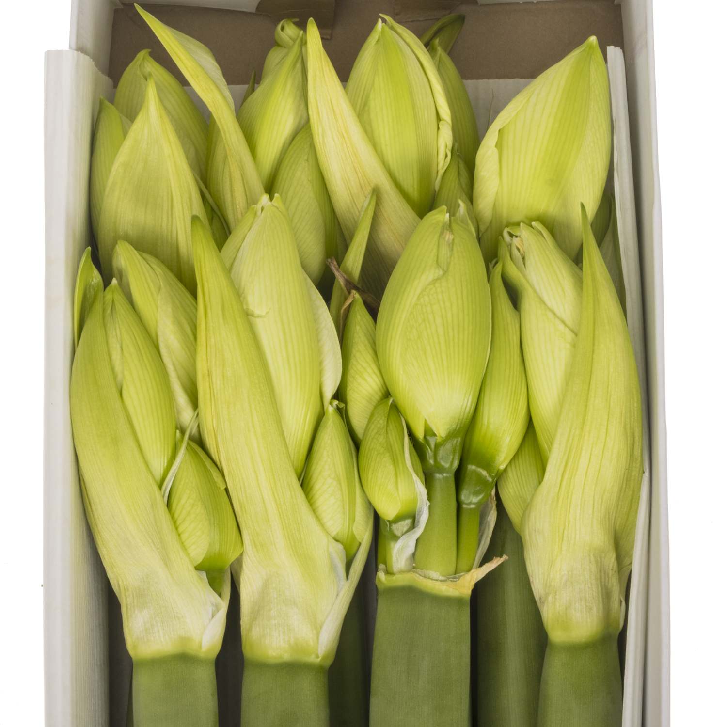 Amaryllis Krt.weiss gefüllt Wimbledon x 8