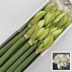 Amaryllis Krt.weiss gefüllt Wimbledon x 8
