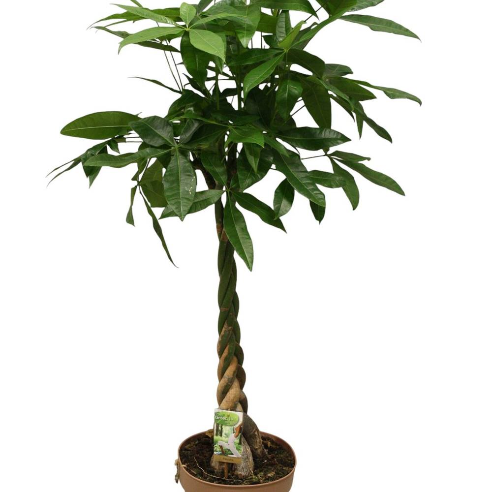 Pachira Aquatica Geflochten T27 H140