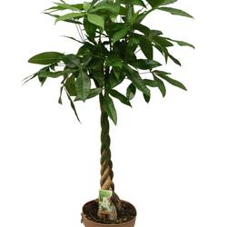 Pachira Aquatica Geflochten T27 H140