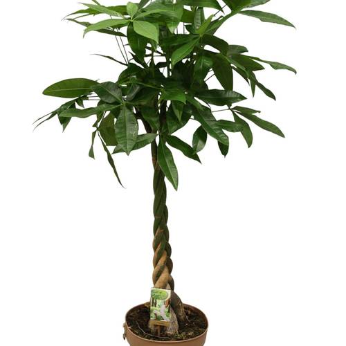 Pachira Aquatica Geflochten T27 H140